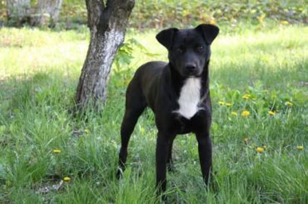 Levi träumt vom Körbchen mit Garten