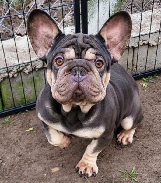 Zeusz unser besonderer Bully