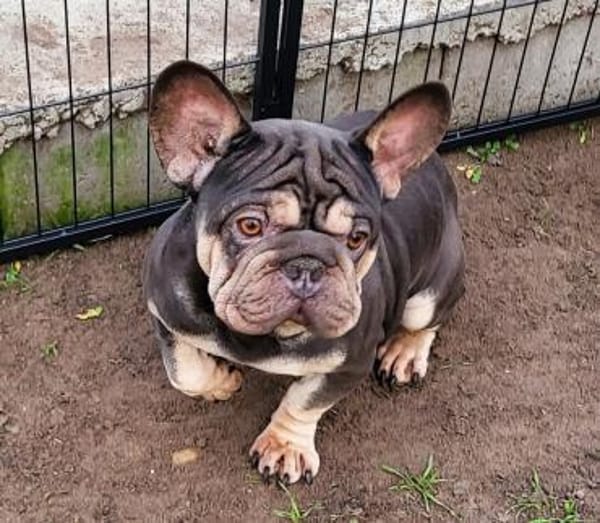 Zeusz unser besonderer Bully