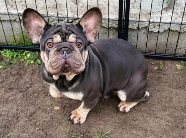 Zeusz unser besonderer Bully