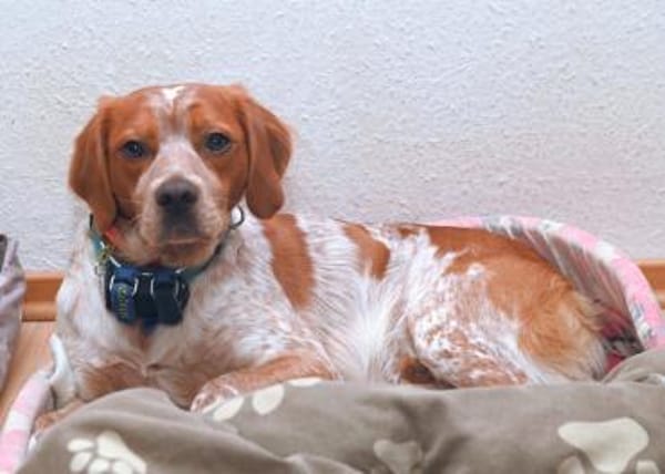 Paul - Gute-Laune-Hund sucht Zuhause