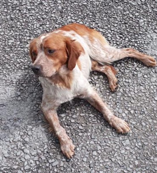 Paul - Gute-Laune-Hund sucht Zuhause