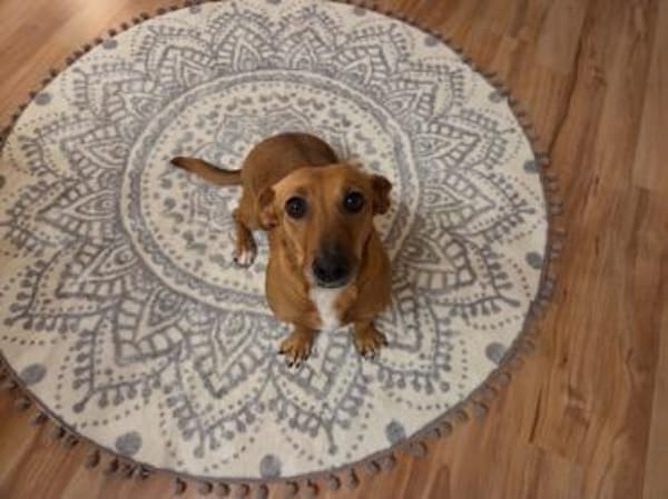 🐾 Gianna sucht ihr Für-immer-Zuhause💕