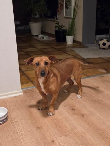 🐾 Gianna sucht ihr Für-immer-Zuhause💕