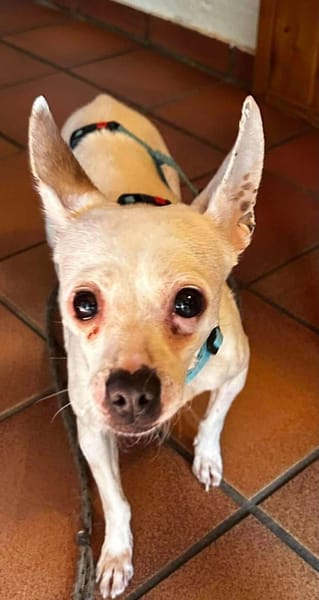 Cilla - ein kleines Schätzchen!