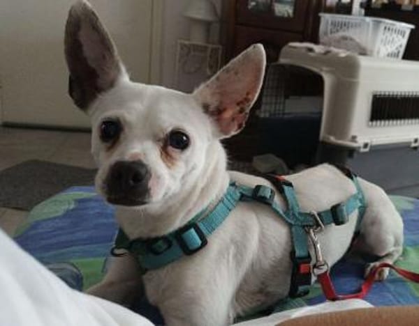 Cilla - ein kleines Schätzchen!