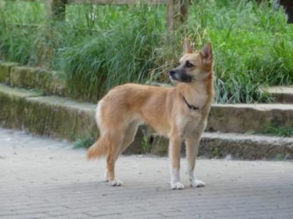 Foxy sucht Menschen mit Hundeerfahrung