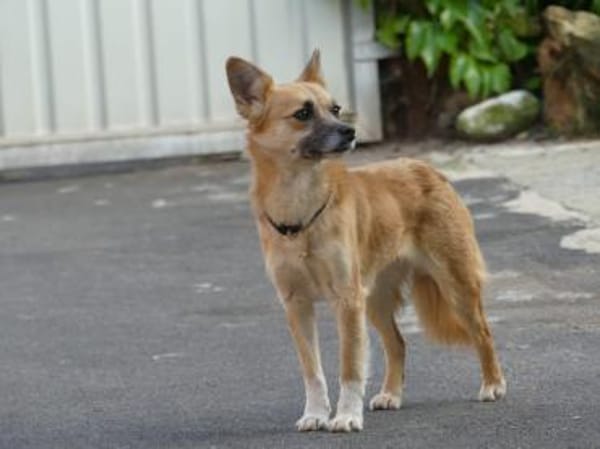 Foxy sucht Menschen mit Hundeerfahrung