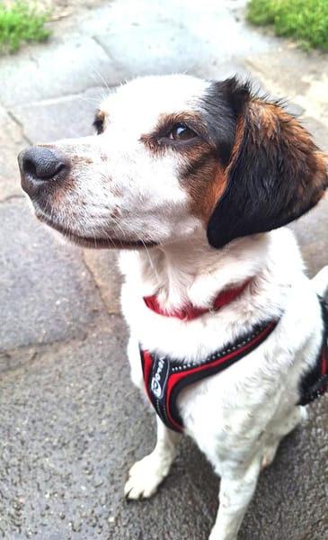 Pisolo - wer gibt ihm Sicherheit?