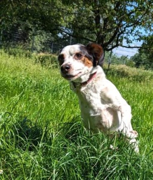 Pisolo - wer gibt ihm Sicherheit?