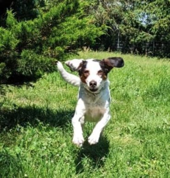 Pisolo - wer gibt ihm Sicherheit?