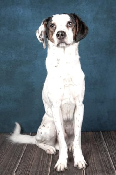 Pisolo - wer gibt ihm Sicherheit?