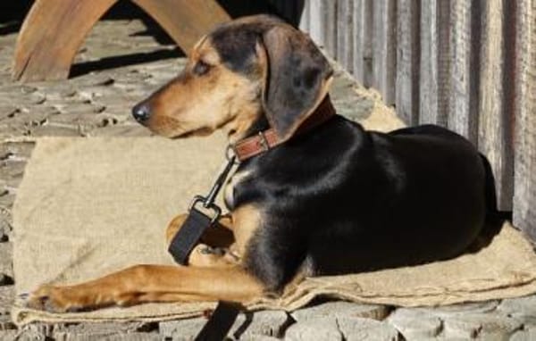 Solen, geb. ca. 04/2025, 79733 Görwihl