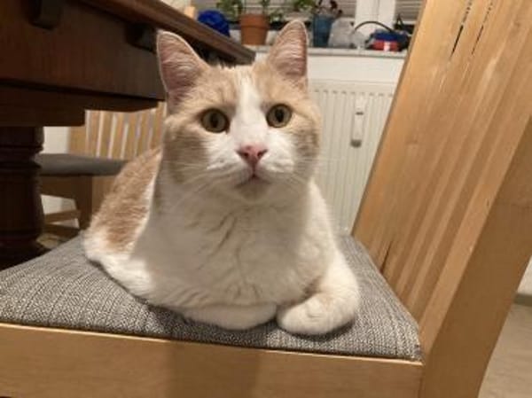 Quinn sucht liebevolle Dosenöffner