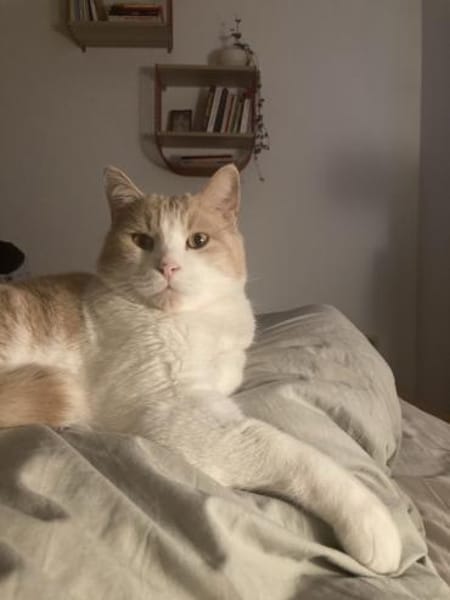 Quinn sucht liebevolle Dosenöffner