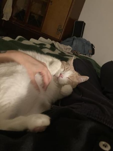 Quinn sucht liebevolle Dosenöffner