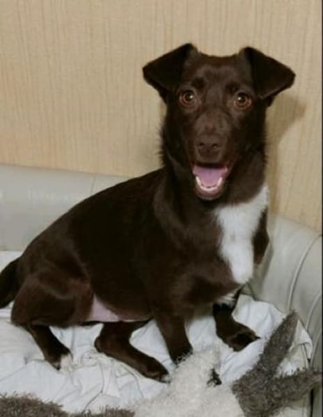 Kashka  Lustige Maus sucht ...