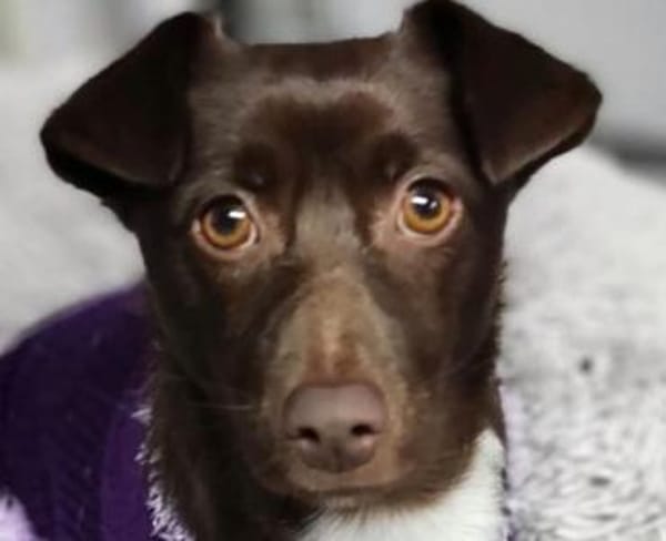 Kashka  Lustige Maus sucht ...