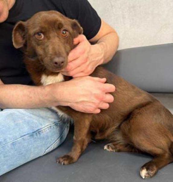 Kashka  Lustige Maus sucht ...