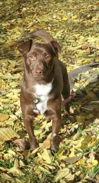 Kashka  Lustige Maus sucht ...