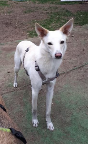 Sanfter Cosmo sucht Sicherheit