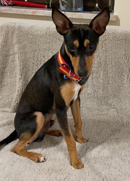 Vulcano1 sucht ein Zuhause