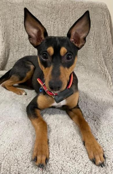 Vulcano1 sucht ein Zuhause