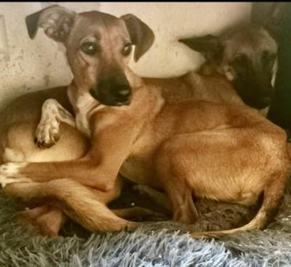 Miki, kinderlieb, neugierig, verspielt