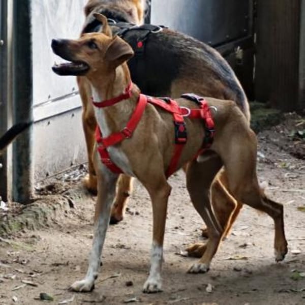 Miki, kinderlieb, neugierig, verspielt