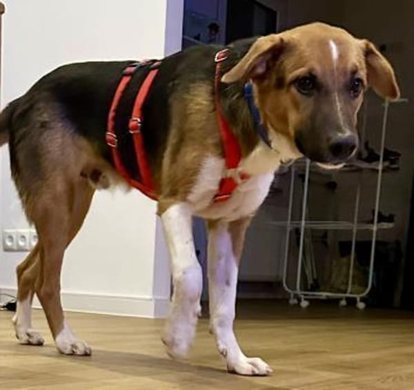 Hooker, verspielt, neugierig, offen