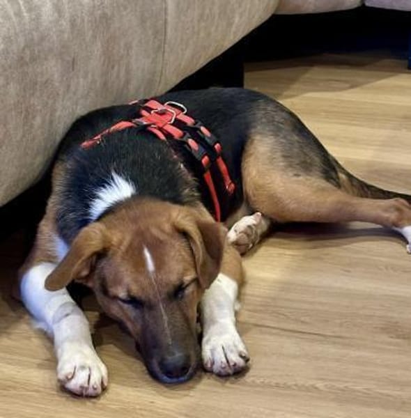 Hooker, verspielt, neugierig, offen