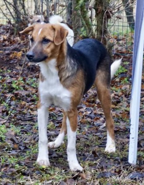 Hooker, verspielt, neugierig, offen