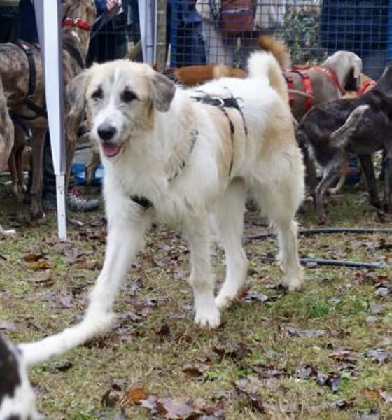 Gala, freundlich, lernwillig, neugierig