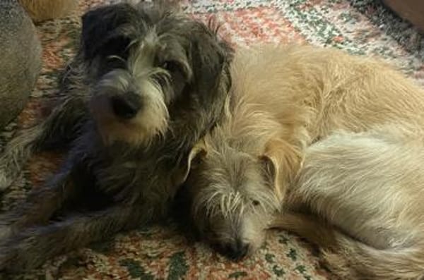 Brisa- hübsche Hundedame sucht Familie