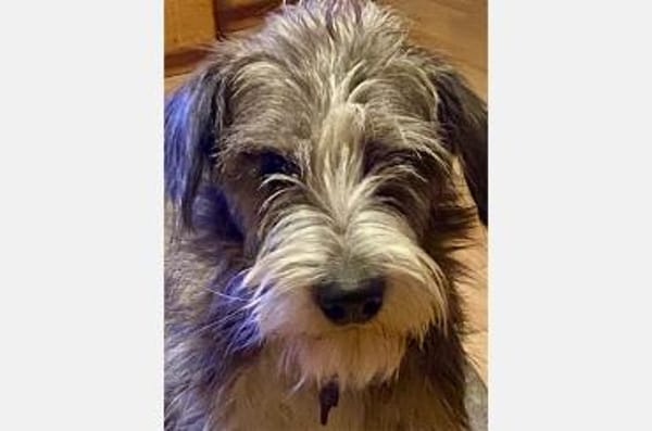 Brisa- hübsche Hundedame sucht Familie