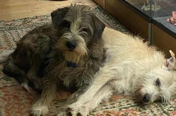 Brisa- hübsche Hundedame sucht Familie