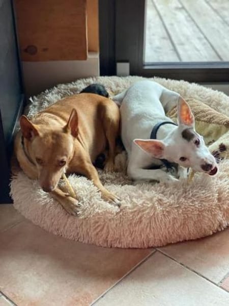 Audrey - wünscht sich Paten