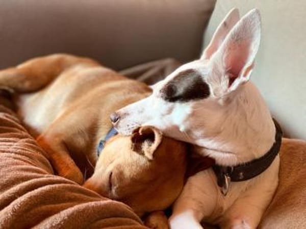 Audrey - wünscht sich Paten