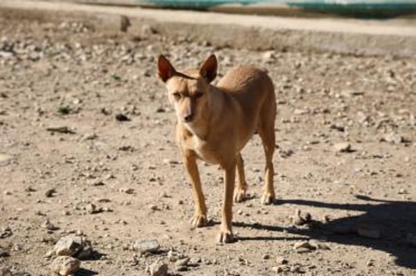 Audrey - wünscht sich Paten