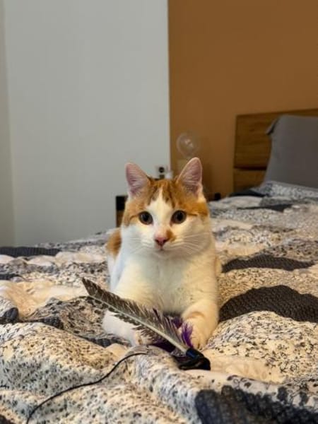 🐾Neugieriger  Jungkater Toro🐾