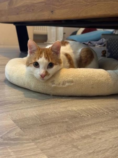 🐾Neugieriger  Jungkater Toro🐾