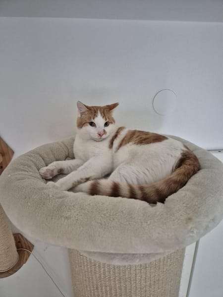 🐾Neugieriger  Jungkater Toro🐾