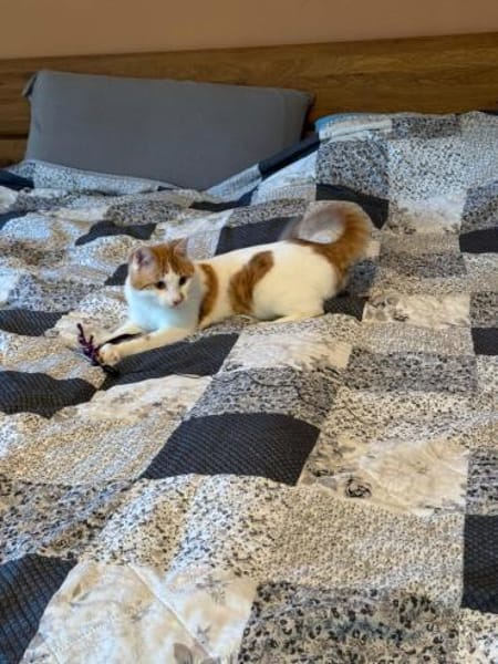 🐾Neugieriger  Jungkater Toro🐾