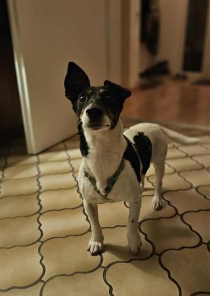 Marcella ist sportlich und schlau