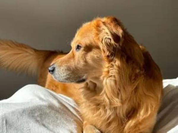 OREO - er sucht sein Glück