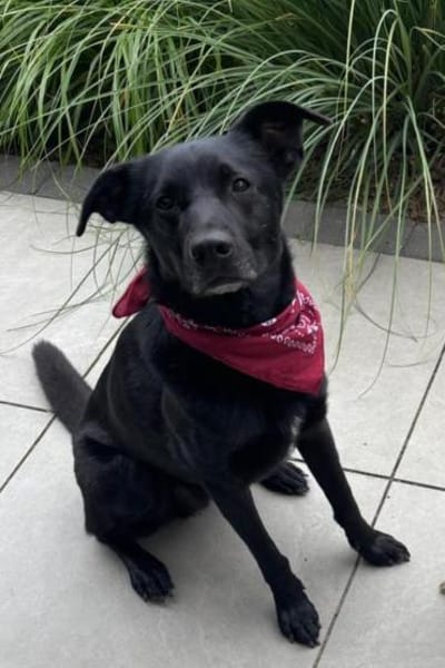 FIETE sucht ein neues Zuhause