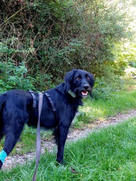 Elmo - sensibler Begleiter sucht Euch