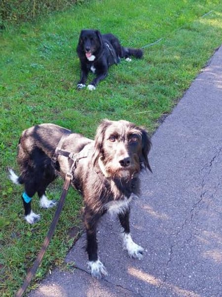 Elmo - sensibler Begleiter sucht Euch