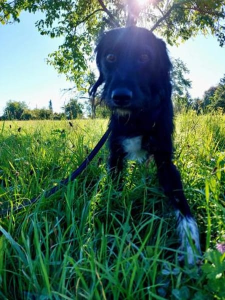 Elmo - sensibler Begleiter sucht Euch