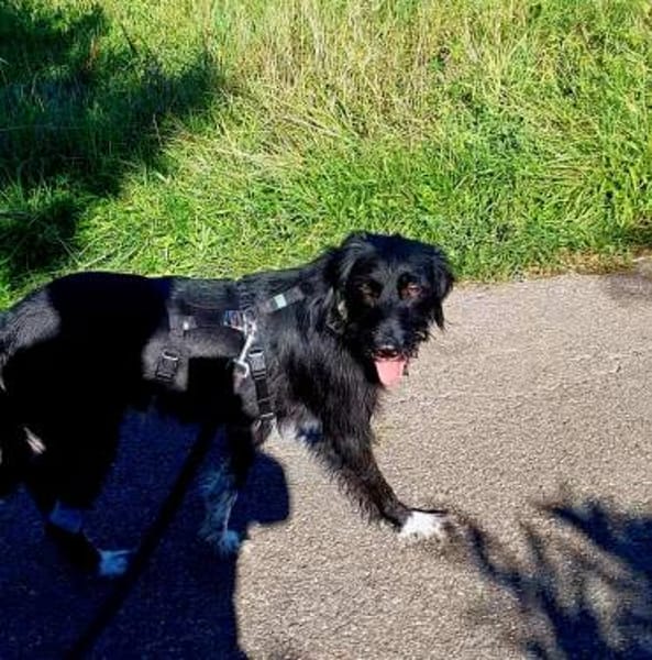 Elmo - sensibler Begleiter sucht Euch